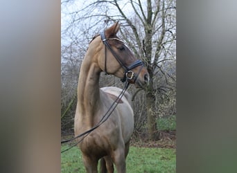 Hanoverian, Mare, 7 years, 16,2 hh, Chestnut