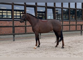 Hanoverian, Mare, 7 years, 16.2 hh, Chestnut