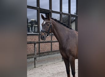 Hanoverian, Mare, 7 years, 16.2 hh, Chestnut