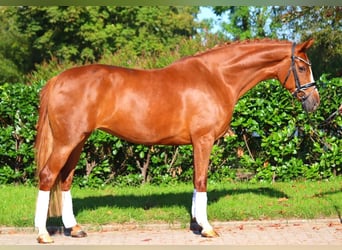 Hanoverian, Mare, 7 years, 16,2 hh, Chestnut-Red