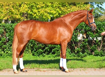 Hanoverian, Mare, 7 years, 16,2 hh, Chestnut-Red