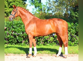 Hanoverian, Mare, 7 years, 16,2 hh, Chestnut-Red