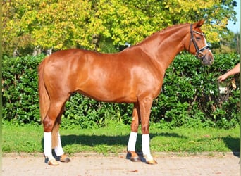 Hanoverian, Mare, 7 years, 16,2 hh, Chestnut-Red