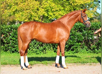 Hanoverian, Mare, 7 years, 16,2 hh, Chestnut-Red