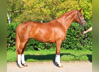 Hanoverian, Mare, 7 years, 16,2 hh, Chestnut-Red