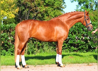 Hanoverian, Mare, 7 years, 16,2 hh, Chestnut-Red