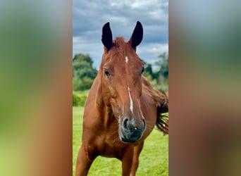 Hanoverian, Mare, 7 years, 16.2 hh, Chestnut-Red
