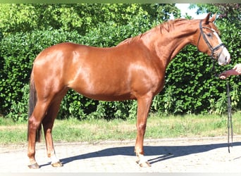 Hanoverian, Mare, 7 years, 16.2 hh, Chestnut-Red