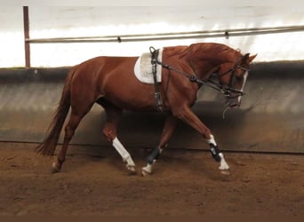 Hanoverian, Mare, 7 years, 16.2 hh, Chestnut-Red