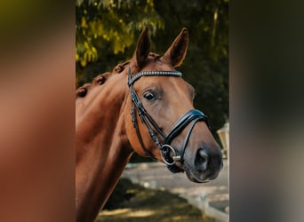 Hanoverian, Mare, 7 years, 16.2 hh, Chestnut-Red