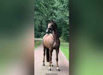 Hanoverian, Mare, 7 years, 16,2 hh, Chestnut-Red