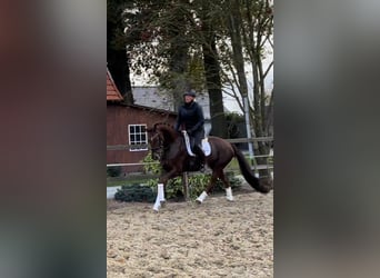 Hanoverian, Mare, 7 years, 16,2 hh, Chestnut-Red