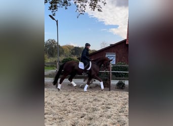 Hanoverian, Mare, 7 years, 16,2 hh, Chestnut-Red