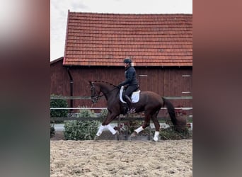 Hanoverian, Mare, 7 years, 16,2 hh, Chestnut-Red