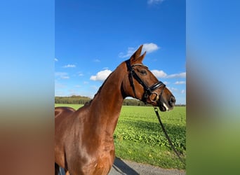 Hanoverian, Mare, 7 years, 16,2 hh, Chestnut-Red