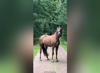 Hanoverian, Mare, 7 years, 16,2 hh, Chestnut-Red