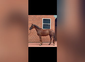 Hanoverian, Mare, 7 years, 16,2 hh, Chestnut-Red