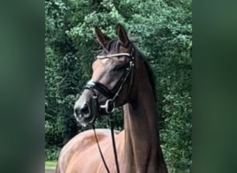 Hanoverian, Mare, 7 years, 16,2 hh, Chestnut-Red