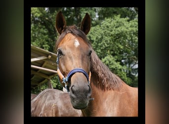 Hanoverian, Mare, 7 years, 16.2 hh, Chestnut-Red