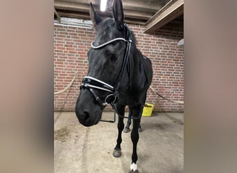 Hannoveraner, Stute, 7 Jahre, 16,2 hh