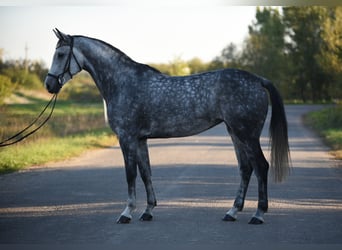 Hannoveraner, Stute, 7 Jahre, 16,2 hh, Schimmel