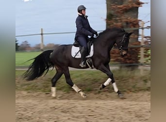 Hanoverian, Mare, 7 years, 16.2 hh, Smoky-Black