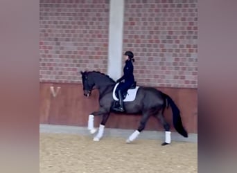 Hanoverian, Mare, 7 years, 16.2 hh, Smoky-Black