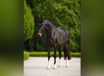 Hanoverian, Mare, 7 years, 16.3 hh, Bay-Dark