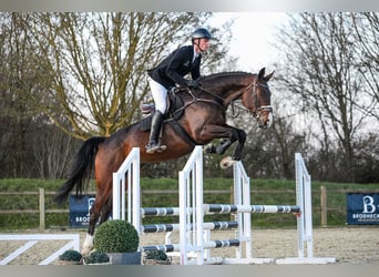 Hanoverian, Mare, 7 years, 16.3 hh, Bay-Dark