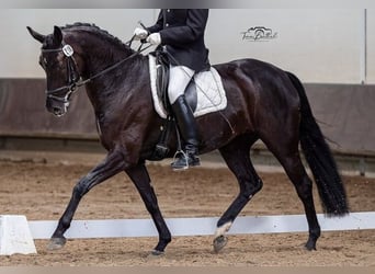 Hanoverian, Mare, 7 years, 16.3 hh, Black