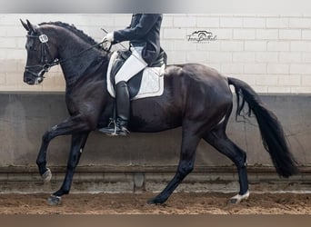 Hanoverian, Mare, 7 years, 16.3 hh, Black