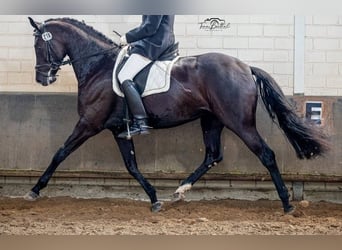 Hanoverian, Mare, 7 years, 16.3 hh, Black