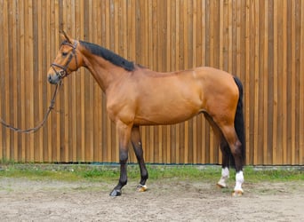 Hanoverian, Mare, 7 years, 16.3 hh, Brown
