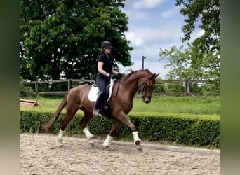 Hanoverian, Mare, 7 years, 16.3 hh, Chestnut-Red