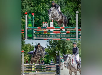 Hanoverian, Mare, 7 years, 16,3 hh, Gray-Dapple