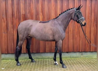 Hanoverian, Mare, 7 years, 16.3 hh, Smoky-Black