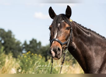 Hanoverian, Mare, 7 years, 16 hh, Bay-Dark