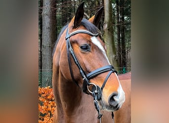 Hanoverian, Mare, 7 years, 16 hh, Bay-Dark