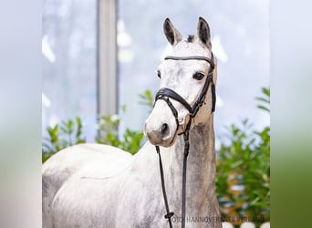 Hanoverian, Mare, 7 years, 16 hh, Bay-Dark