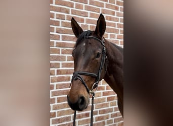 Hanoverian, Mare, 7 years, 16 hh, Bay-Dark