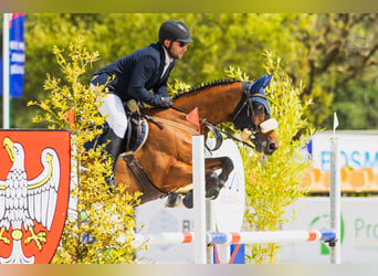 Hanoverian, Mare, 7 years, 16 hh, Bay