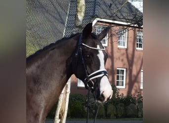 Hanoverian, Mare, 7 years, 16 hh, Black