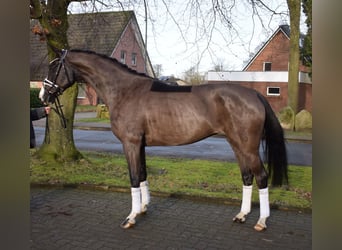 Hanoverian, Mare, 7 years, 16 hh, Black