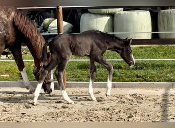 Hanoverian, Mare, 7 years, 16 hh, Black