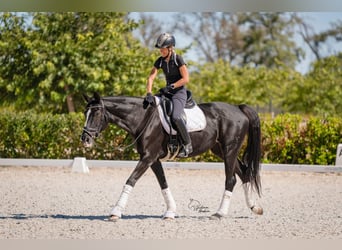 Hanoverian, Mare, 7 years, 16 hh, Black