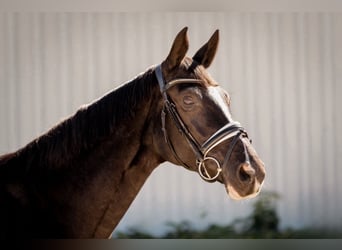 Hanoverian, Mare, 7 years, 16 hh, Black