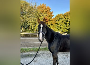 Hanoverian, Mare, 7 years, 16 hh, Black