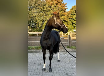 Hanoverian, Mare, 7 years, 16 hh, Black