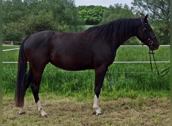 Hanoverian, Mare, 7 years, 16 hh, Black