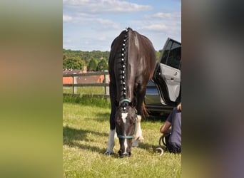 Hanoverian, Mare, 7 years, 16 hh, Black